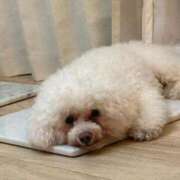 ヒメ日記 2025/11/28 00:46 投稿 ゆき【名古屋店から特別出勤‼】 THE ESUTE HOUSE 柴田