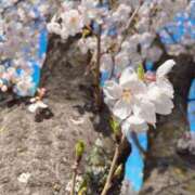 ヒメ日記 2025/04/05 12:39 投稿 ここあ【池下店から特別出勤‼】 THE ESUTE HOUSE 柴田