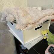 ヒメ日記 2026/03/04 12:46 投稿 ここあ【池下店から特別出勤‼】 THE ESUTE HOUSE 柴田