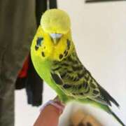 ヒメ日記 2025/07/19 15:15 投稿 有名人【うみにゃん】！ buzz-B