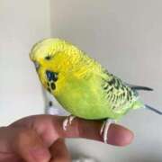 ヒメ日記 2025/08/30 09:15 投稿 有名人【うみにゃん】！ buzz-B