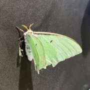 ヒメ日記 2025/08/31 20:56 投稿 有名人【うみにゃん】！ buzz-B