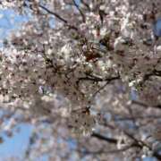 ヒメ日記 2025/04/11 10:02 投稿 りんご 熟女家 十三店