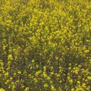 ヒメ日記 2025/04/21 00:32 投稿 りんご 熟女家 十三店