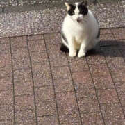 さやか 今日は猫の日 奥鉄オクテツ東京店（デリヘル市場）