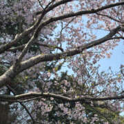 ヒメ日記 2026/03/29 13:30 投稿 さやか 奥鉄オクテツ東京店（デリヘル市場）