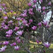 ヒメ日記 2026/04/05 10:05 投稿 さやか 奥鉄オクテツ東京店（デリヘル市場）