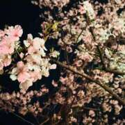 ヒメ日記 2025/04/02 19:31 投稿 えま luxury spa 風雅