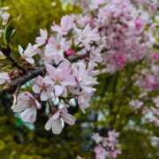 ヒメ日記 2025/04/10 21:31 投稿 えま luxury spa 風雅