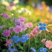 ヒメ日記 2025/04/15 10:43 投稿 えま luxury spa 風雅