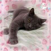 ヒメ日記 2025/09/27 22:54 投稿 宮本 華恋人(カレント)