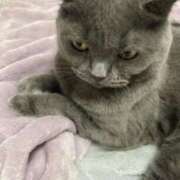 宮本 本日お休み 華恋人(カレント)