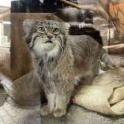 ヒメ日記 2026/02/11 18:53 投稿 宮本 華恋人(カレント)