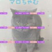 ヒメ日記 2026/06/24 11:00 投稿 宮本 華恋人(カレント)