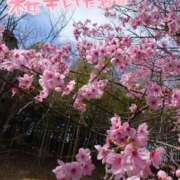 ヒメ日記 2025/03/25 21:02 投稿 新木 品川やすらぎ