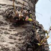 ヒメ日記 2025/03/24 14:13 投稿 明菜（あきな） ビッグバード