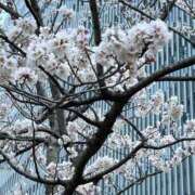 ヒメ日記 2025/03/25 20:11 投稿 明菜（あきな） ビッグバード