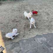 ヒメ日記 2025/03/27 11:14 投稿 明菜（あきな） ビッグバード