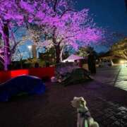 ヒメ日記 2025/04/06 23:54 投稿 明菜（あきな） ビッグバード