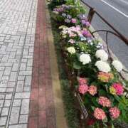 ヒメ日記 2025/05/29 15:47 投稿 明菜（あきな） ビッグバード