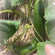 ヒメ日記 2025/06/29 14:14 投稿 明菜（あきな） ビッグバード