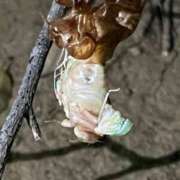 ヒメ日記 2025/07/31 15:54 投稿 明菜（あきな） ビッグバード