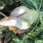 ヒメ日記 2025/09/18 14:04 投稿 明菜（あきな） ビッグバード