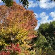 ヒメ日記 2025/11/20 14:04 投稿 明菜（あきな） ビッグバード