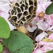 明菜（あきな） 毒キノコ⁉️💦 ビッグバード