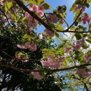 明菜（あきな） まだ桜咲いてた🌸 ビッグバード