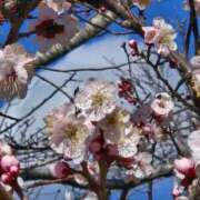 ヒメ日記 2025/03/07 12:12 投稿 みけこ 熟女の風俗最終章 八王子店