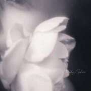 ヒメ日記 2026/01/16 21:38 投稿 月光まひな BLENDA V.I.P東京店