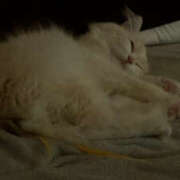 ヒメ日記 2025/11/20 21:12 投稿 せいら Club Melty