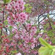 ヒメ日記 2025/04/14 17:00 投稿 ちか RED BERYL～レッドベリル～