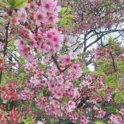 ヒメ日記 2025/04/14 17:05 投稿 ちか RED BERYL～レッドベリル～