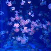 ヒメ日記 2025/04/14 12:01 投稿 まな 横浜Cute