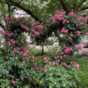 ヒメ日記 2025/05/12 10:17 投稿 きこ 佐賀人妻デリヘル 「デリ夫人」