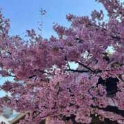 きこ 河津桜🌸 佐賀人妻デリヘル 「デリ夫人」