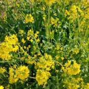 ヒメ日記 2026/03/21 12:08 投稿 きこ 佐賀人妻デリヘル 「デリ夫人」