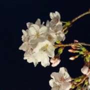 ヒメ日記 2026/04/03 19:10 投稿 きこ 佐賀人妻デリヘル 「デリ夫人」