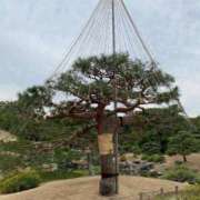 美月 静かに立つもの 夕月