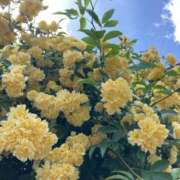 ヒメ日記 2025/12/06 16:03 投稿 ちの 西川口コスプレメイド学園（シンデレラグループ）