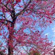 ちの 対あり?? 西川口コスプレメイド学園（シンデレラグループ）