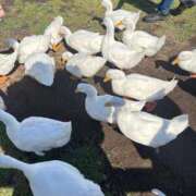 ヒメ日記 2026/01/24 08:07 投稿 ちの 西川口コスプレメイド学園（シンデレラグループ）