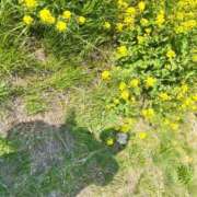 ヒメ日記 2025/04/13 01:47 投稿 つばさ 群馬伊勢崎ちゃんこ