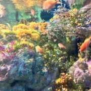 ヒメ日記 2025/07/24 12:47 投稿 つばさ 群馬伊勢崎ちゃんこ