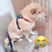 ヒメ日記 2025/11/13 18:31 投稿 アスカ ラブコレクション