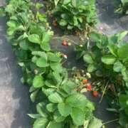 ヒメ日記 2025/04/23 17:14 投稿 ののか 金瓶梅(きんぺいぱい)(雄琴)