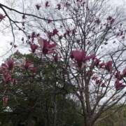 ゆきこ 昨日のお礼(o^^o) 熟女の風俗アウトレット大垣安八羽島店