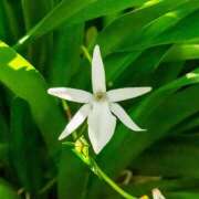 ななせ ありがとうございました 豊満熟女